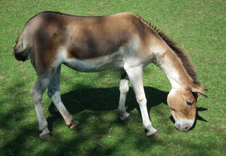 Volně žijícího asijského osla kulana (Equus hemionus kulan) popsal v roce 1967 český zoolog Vratislav Mazák spolu s významným vědcem britského původu Collinem P. Grovesem.