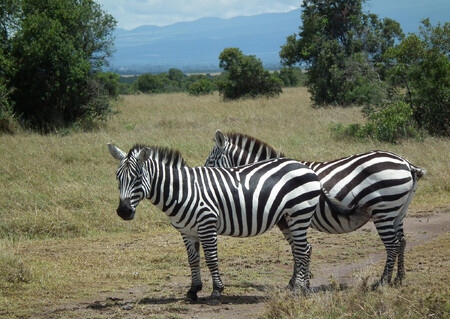 Molekulárně-genetický výzkum přinesl nový pohled na systematickou klasifikaci zeber. Na snímku zebra Böhmova (Equus quagga boehmi) v keňské soukromé rezervaci Ol Pejeta.