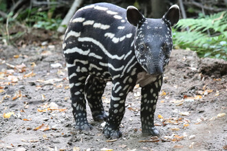 Výskyt tapírů mimo Jižní Ameriku vehementně popírali i význační přírodovědci jako slavný Georges Cuvier. Tapír čabrakový (Tapirus indicus) z jihovýchodní Asie proto dostal latinské jméno až v roce 1819 – na snínku mládě.