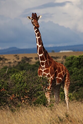 Populace žiraf v posledních třiceti letech klesla o 40 %. V roce 1985 bylo na světě kolem 150 tisíc žiraf, v loňském roce jich však podle Mezinárodního svazu na ochranu přírody (IUCN) bylo už jen kolem 90 tisíc. Podle biologů jim hrozí vyhynutí.