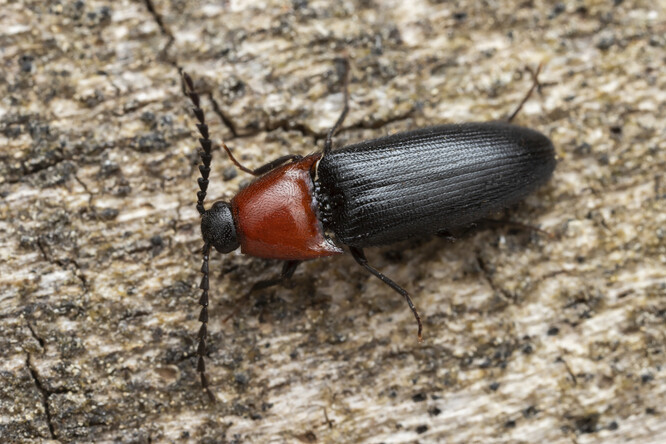 Mizející kovařík Ischnodes sanguinicollis patří ke vzácným obyvatelům stromových dutin.