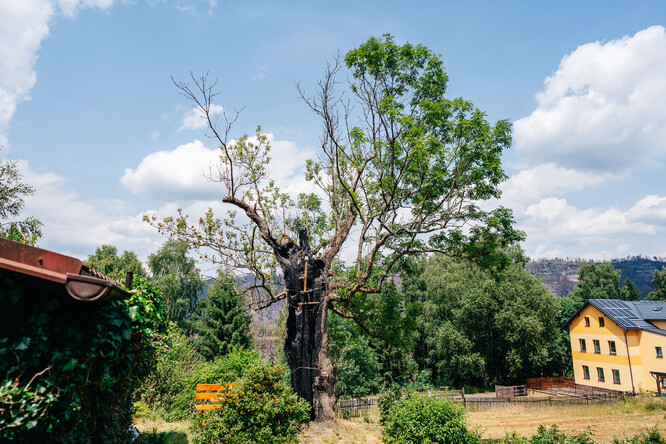 Strom hrdina 2023 - Jasan na Mezné u Hřenska s dutým kmenem přežil v červenci 2022 požár v Českém Švýcarsku.
