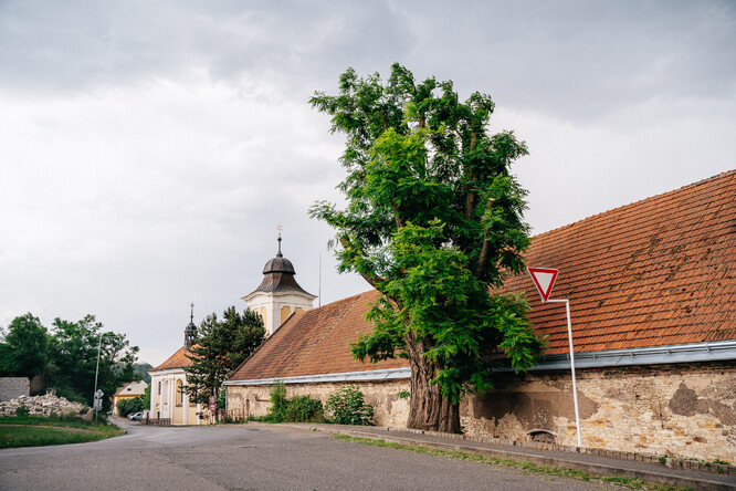 Strom hrdina 2023 - Rýznerův akát je možná největší akát v České republice. Na jaře 2023 měl být pokácen, odborný dendrologický posudek však rozhodl o jeho záchraně. Byla podána žádost o titul památný strom.