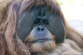 Kenu Allenovi, dospělému samci orangutana, se ze zoologické zahrady v San Diegu podařilo uniknout hned třikrát a své finty naučil i ostatní orangutany.